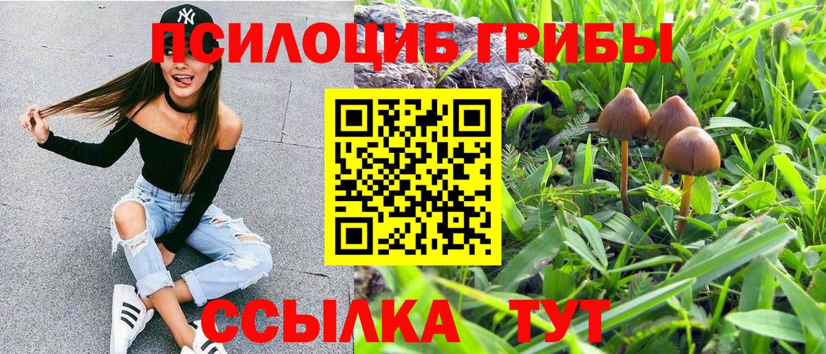 Галлюциногенные грибы Psilocybe Рославль